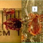 Ontario Sees Surge in Tick Bites and Tick-Borne Illnesses